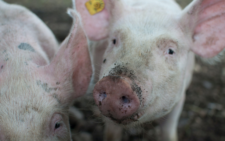 Afrička svinjska kuga potvrđena u Bosni i Hercegovini