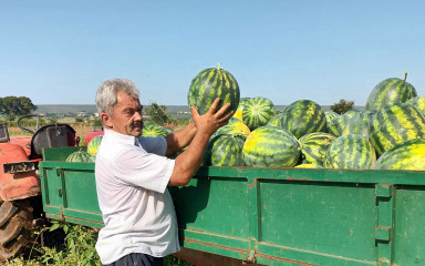 Previše krupni ovogodišnji plodovi otežavaju prodaju lubenica
