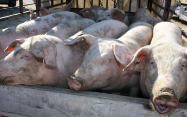 Zbog svinjske kuge u Mrzoviću eutanazirano 259 svinja