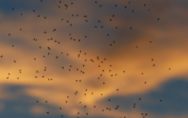 Sljedećeg tjedna na Viru i Novalji mjere za suzbijanje komaraca