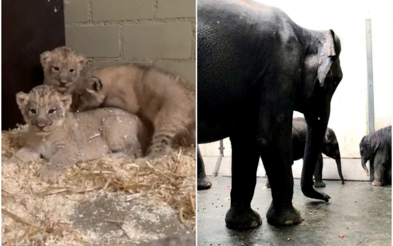 Četvrti slonić rođen u zoološkom vrtu u Leipzigu gdje žive i 4 lavića
