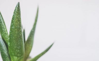 Aloe vera ima niz korisnih primjena, posebno za opekline od sunca