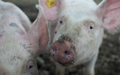 Zbog svinjske kuge izlučeno 4975 svinja