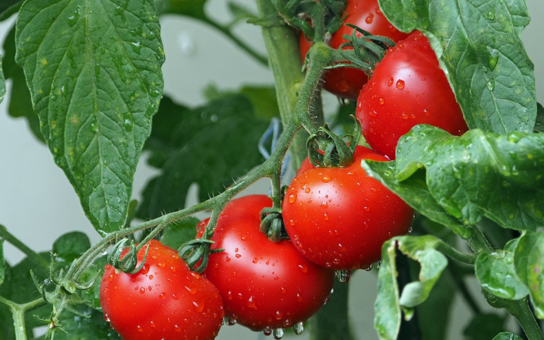 Želite li ove godine u svom vrtu posaditi rajčice, pazite da ne napravite ovu grešku