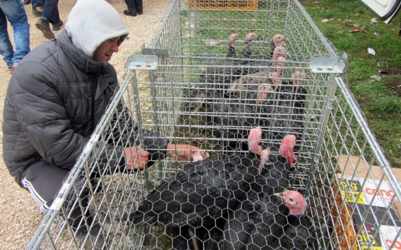 PTIČJA GRIPA Benkovački sajam bez koka i tuka?