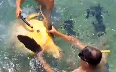 Policija traga za kupačima koji su maltretirali morsku kornjaču