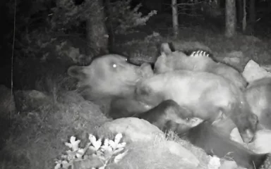 [FOTO] Presladak prizor medvjedića kako se hrane u maminom zagrljaju oduševio mnoge