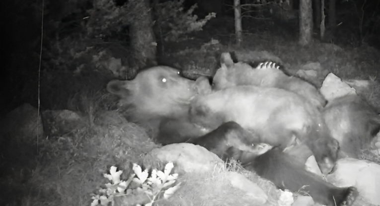 [FOTO] Presladak prizor medvjedića kako se hrane u maminom zagrljaju oduševio mnoge