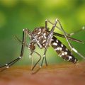 Epidemiolozi pozivaju na oprez: Rujan bi mogao donijeti novi val zaraze virusom Zapadnog Nila