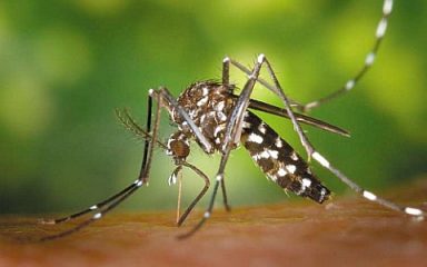 Epidemiolozi pozivaju na oprez: Rujan bi mogao donijeti novi val zaraze virusom Zapadnog Nila