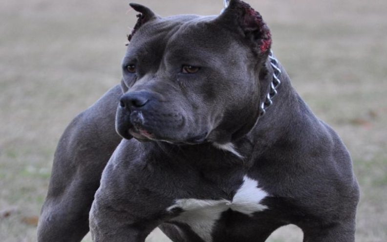 Veterinarski inspektori izvršili nadzor kod Musapstana zbog sumnje na uzgoj pasa za borbu