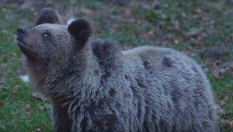 VIDEO: Pogledajte film Divlji Velebit poznatog biologa, fotografa i pisca Gorana Šafareka