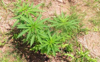 Na širem splitskom području policija zaplijenila 206 stabljika i kilogram marihuane