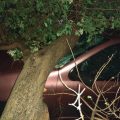 Karlovac: Uslijed nevremena stabla pala na kuću i automobil, oboren rasvjetni stup