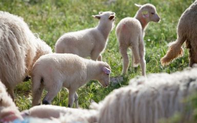 UKRALI ČETIRI JANJETA Policija otkrila maloljetne kradljivce janjadi!