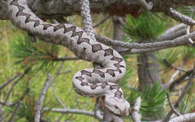 Bokanjani su generacijama lovili poskoke: ‘Tko nije imao polje, išao je u zmije’