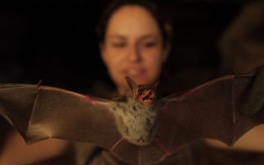 Međunarodna noć šišmiša: Hrvatska je dom čak 35 vrsta šišmiša