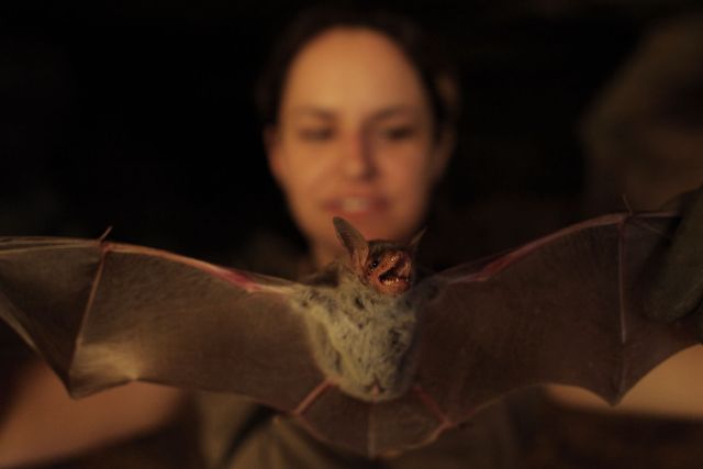 Međunarodna noć šišmiša: Hrvatska je dom čak 35 vrsta šišmiša