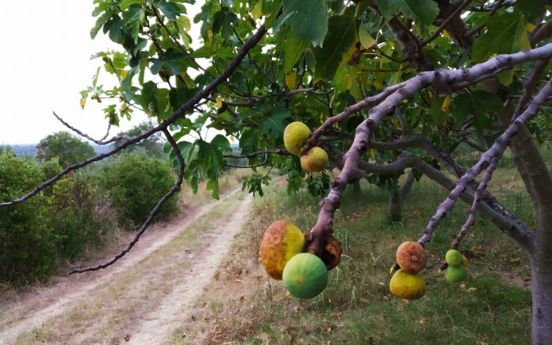 HRANITELJICA “PRENULA” I PODBACILA Prirodne nepogode prepolovile urod smokava