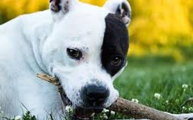 GNJUSAN ČIN! Kazneno prijavljen zbog ubojstva psa