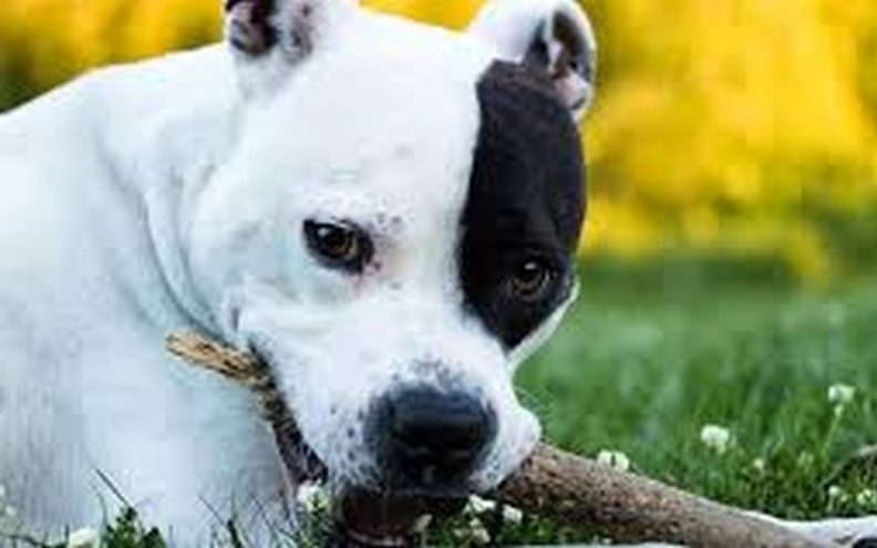 GNJUSAN ČIN! Kazneno prijavljen zbog ubojstva psa