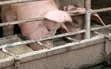 U Srbiji zbog afričke svinjske kuge eutanazirano skoro 30.000 svinja, evo kakve su brojke u Hrvatskoj