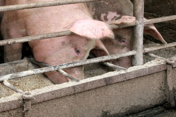 U Srbiji zbog afričke svinjske kuge eutanazirano skoro 30.000 svinja, evo kakve su brojke u Hrvatskoj