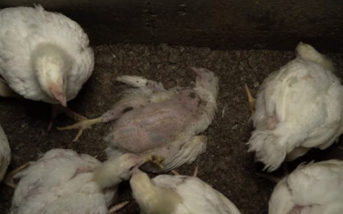 Maltretirani pilići žive među trulim lešinama na farmi dobavljača Lidla