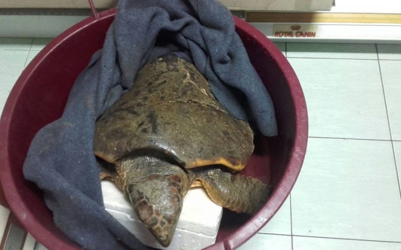 Na Dugom otoku pronađena uginula glavata želva