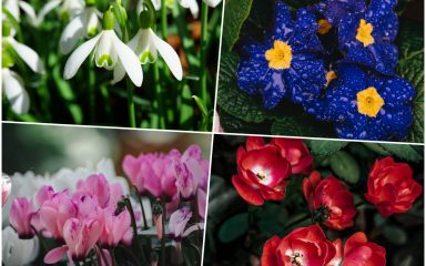 Najljepše zimske cvjetnice u vrtu: Jarke boje za tmurne dane