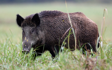 U Zadarskoj županiji potvrđen prvi slučaj afričke svinjske kuge