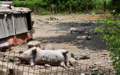 Nema popuštanja mjera po pitanju afričke svinjske kuge. Odgovorni tvrde: ‘Situacija nije pod kontrolom’