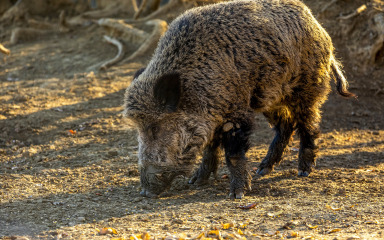 Zaražena divlja svinja ipak pronađena na području grada Nina