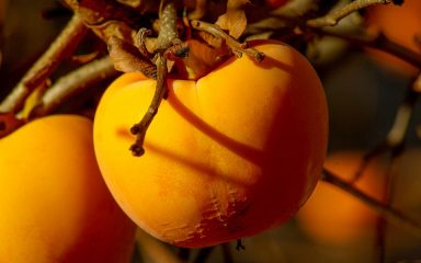 Kaki je izvrsno voće za konzumaciju u sezoni prehlada jer je bogato karotenoidima