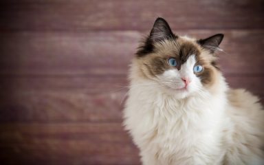 VIDEO Mačka ima svoj vlastiti “stan” na kojem bi joj mnogi pozavidjeli