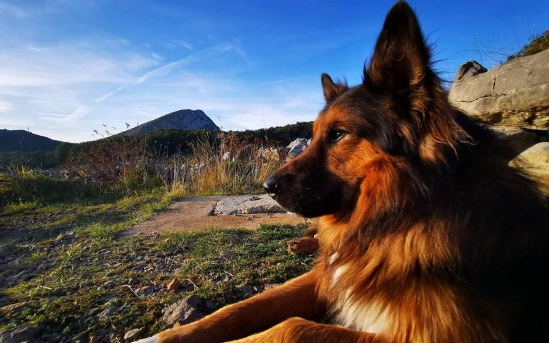 Garo, dobri pas Paklenice, oporavlja se nakon teškog napada