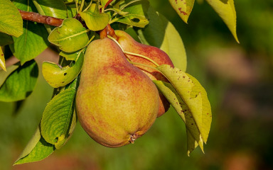 Bogata vlaknima i antioksidansima, kruška je voće s mnogim korisnim svojstvima