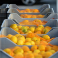 BiH na granici zaustavila dvije tone neretvanskih mandarina: Opet su našli zabranjeni pesticid