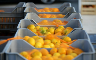 BiH na granici zaustavila dvije tone neretvanskih mandarina: Opet su našli zabranjeni pesticid