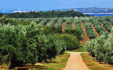 Agrolaguna u navodnjavanje maslinika uložila 902 tisuće eura