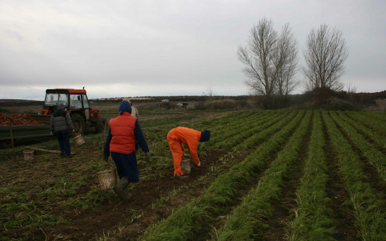 Vrijeme je za vađenje mrkve, sada je najbolje kvalitete