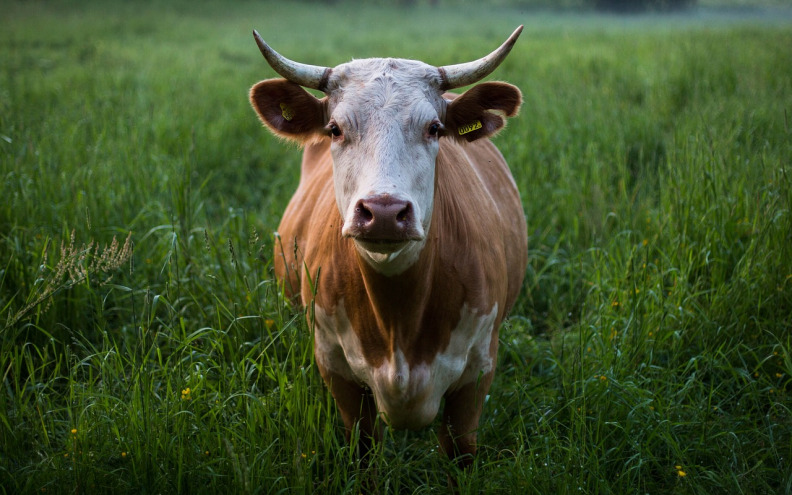 Na benkovačkom području oštrim predmetom ozlijedio četiri krave u vlasništvu 53-godišnjaka