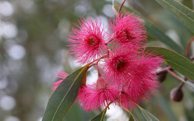 Sve tajne eukaliptusa čiji listovi posjeduju važna balzamička svojstva