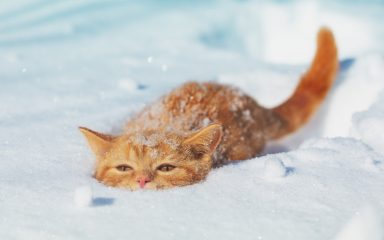 VIDEO Maca po prvi put vidjela snijeg: Njena reakcija oduševila mnoge