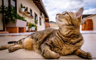 Mačke su bolje od detektiva: Njihovo krzno može uhvatiti kriminalce