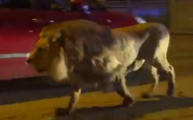 Uhvaćen lav koji je pobjegao iz cirkusa u talijanskom gradu, kamere ga snimile kako šeće ulicama