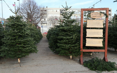 Pogledajte cijene božićnih drvca ove godine u Zadru