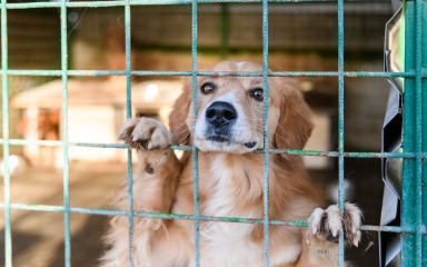 Hrvatska skloništa godišnje prime oko 10 tisuća napuštenih životinja, uglavnom pasa