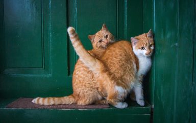 Zašto toliko mnogo mačaka ima čudnu naviku mijaukanja kada su blizu vrata?
