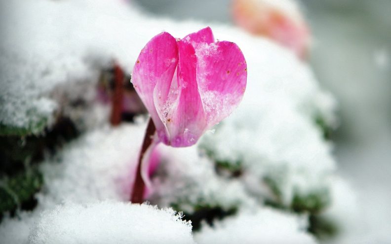 Biljke koje cvjetaju i po hladnoći i pokazuju svu otpornost prirode